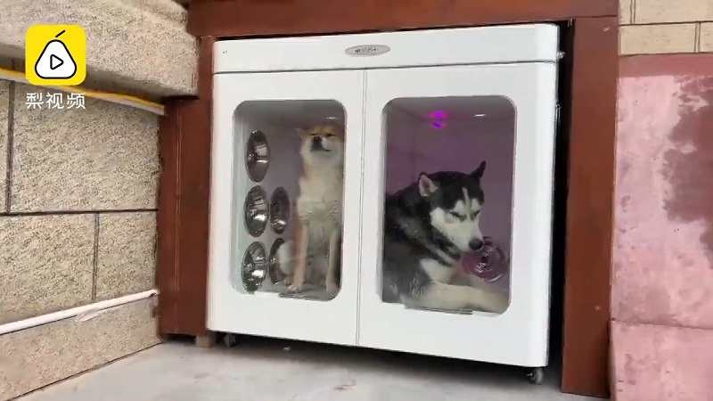 In the video posted on Chinese social media, the man installed a fully-working air-condition unit inside the two-story dog house as well as a solar-powered mosquito killer and a fully functioning drainage system.