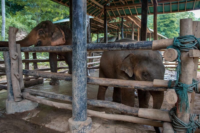 An elephant nursery is under fire for its practice of breeding baby elephants into captivity and forcing them to become money-making performers for the amusement of tourists.