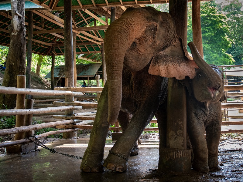 An elephant nursery is under fire for its practice of breeding baby elephants into captivity and forcing them to become money-making performers for the amusement of tourists.