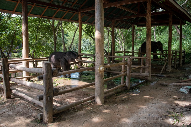 An elephant nursery is under fire for its practice of breeding baby elephants into captivity and forcing them to become money-making performers for the amusement of tourists.