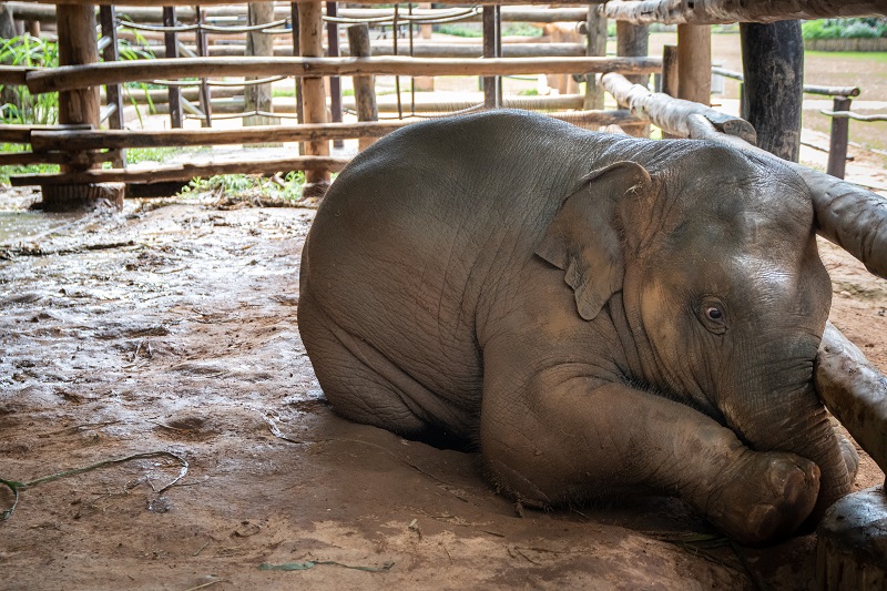 An elephant nursery is under fire for its practice of breeding baby elephants into captivity and forcing them to become money-making performers for the amusement of tourists.