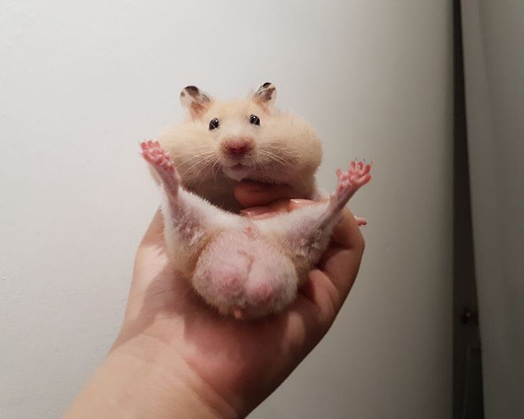 Gus