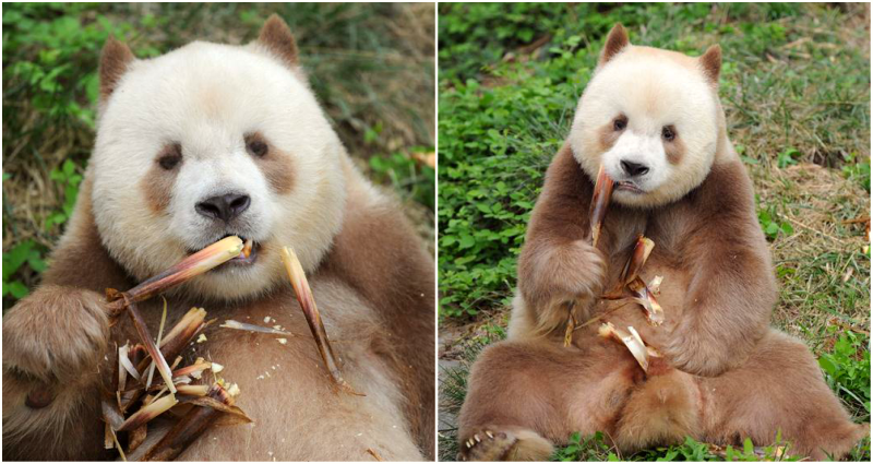 World's Only Brown Panda Who Was Bullied as a Cub Finally Gets
