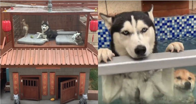 Chinese Man Builds Ridiculous House for His Dogs With AC, Pool and Spa