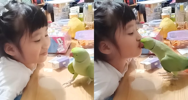 Parrot