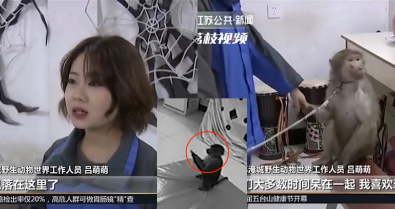 Zoo Monkey in China Takes Keeper’s Phone to Go Online Shopping for Her