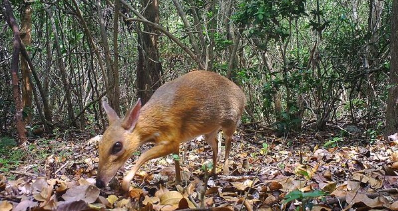 mouse deer
