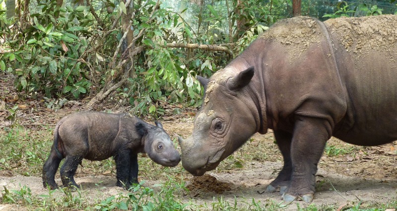 sumatran rhino