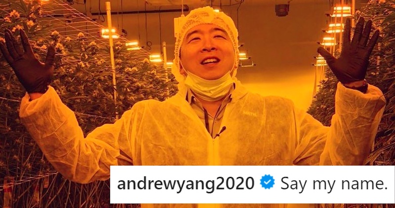 andrew yang marijuana