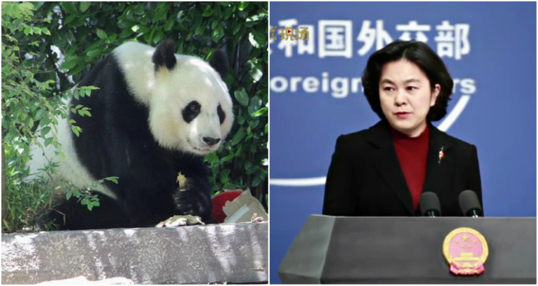 China Calls Itself a Panda, ‘Big But Not Threatening’