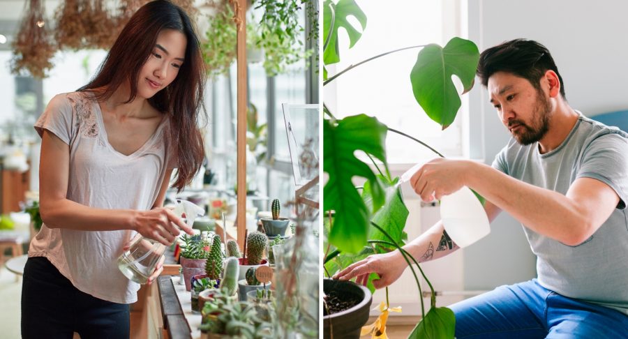 7 Indoor Plants That Are Hard to Kill (Hopefully)