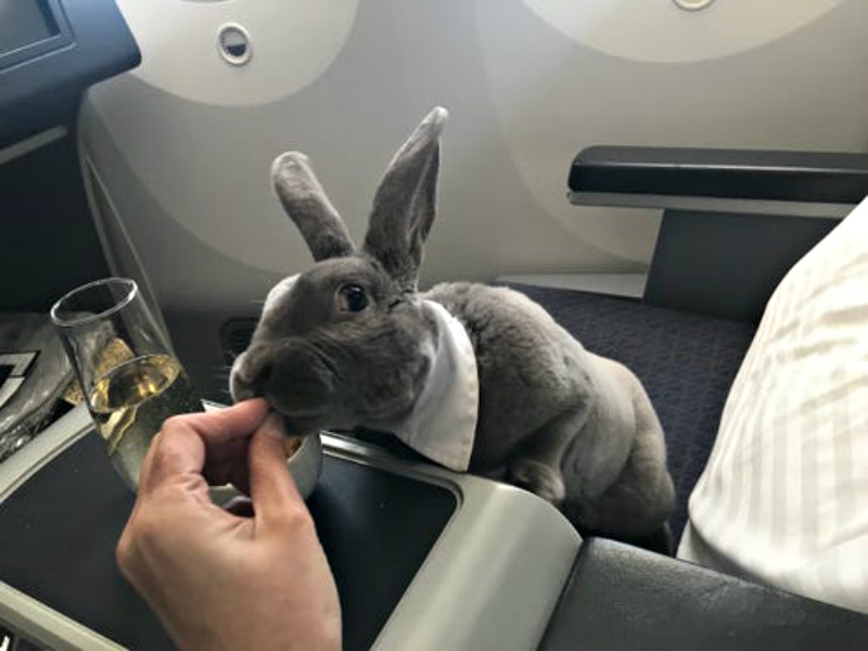 female rabbit