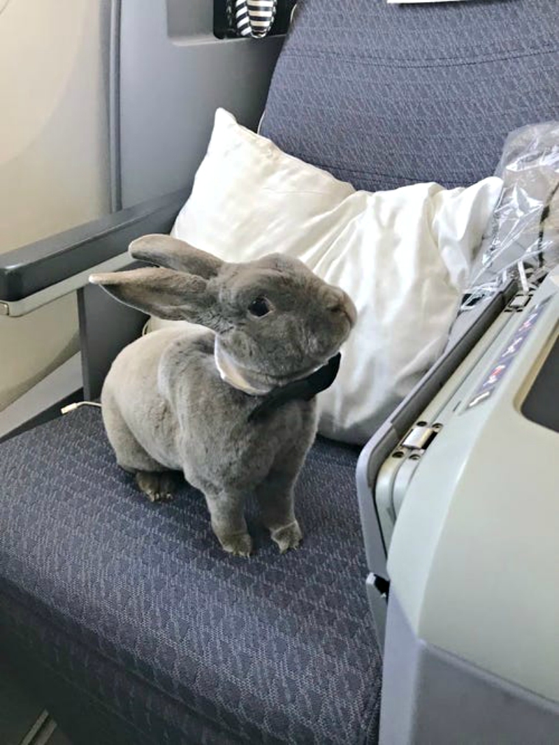 female rabbit