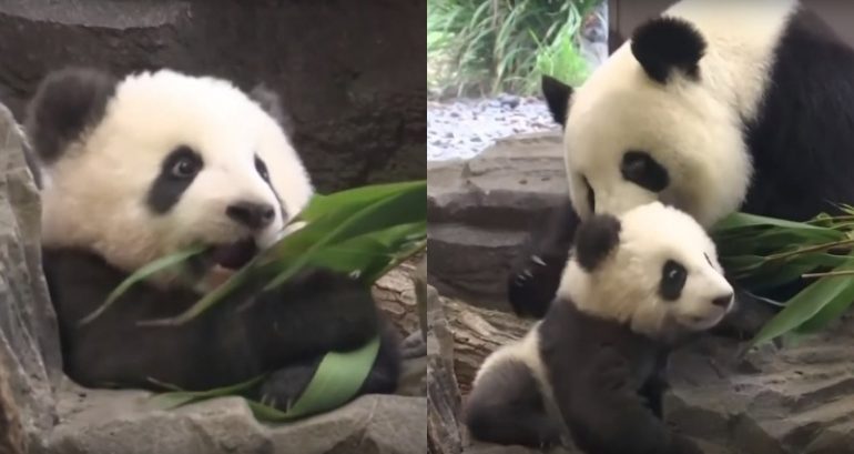Germany Finally Reveals First Twin Panda Cubs Born in the Country