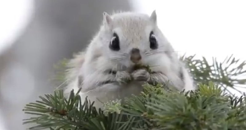 japanese flying squirrel