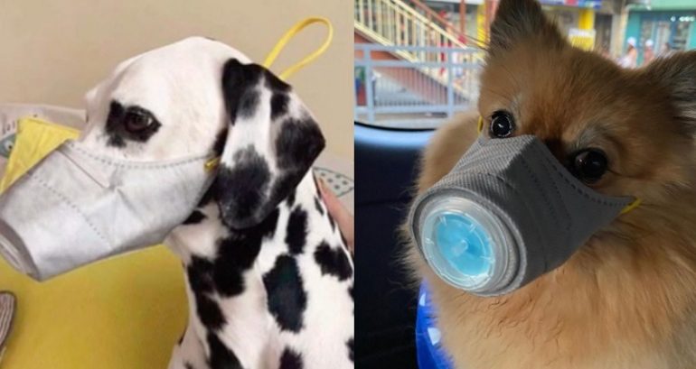 Hong Kong Warns Against Kissing Pets After Dog Confirmed to Have Coronavirus