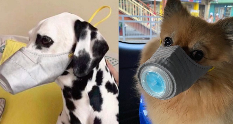 coronavirus pets