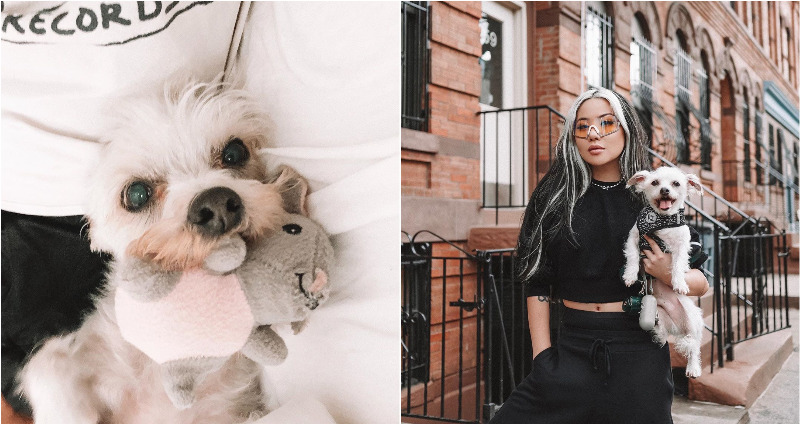 Influencer Feral Creature and Elderly Dog Allegedly Assaulted During Walk in Brooklyn