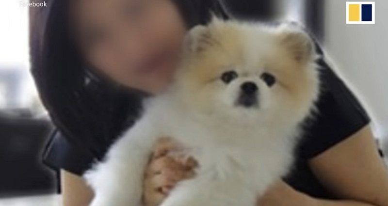 coronavirus pet