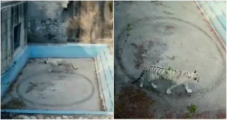 ‘Depressed’ Tiger Walks in Endless Circles at Beijing Zoo