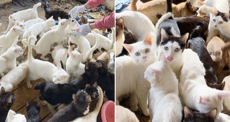 238 Cats, Many Bones Found in Home in Japan