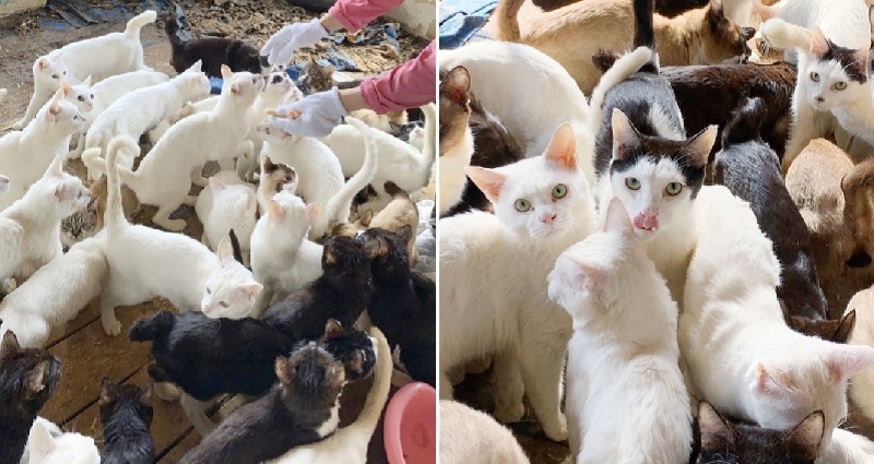 cats