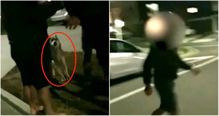 Filipino Family Chased by Man’s Husky, Told to ‘Go Back to China’ in New Zealand