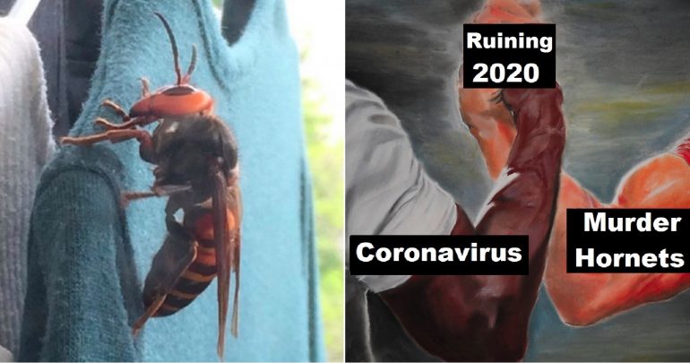 ‘Murder Hornets’ From Asia is 2020’s Latest Way to Kill Us