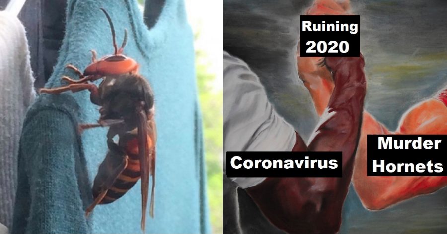 ‘Murder Hornets’ From Asia is 2020’s Latest Way to Kill Us