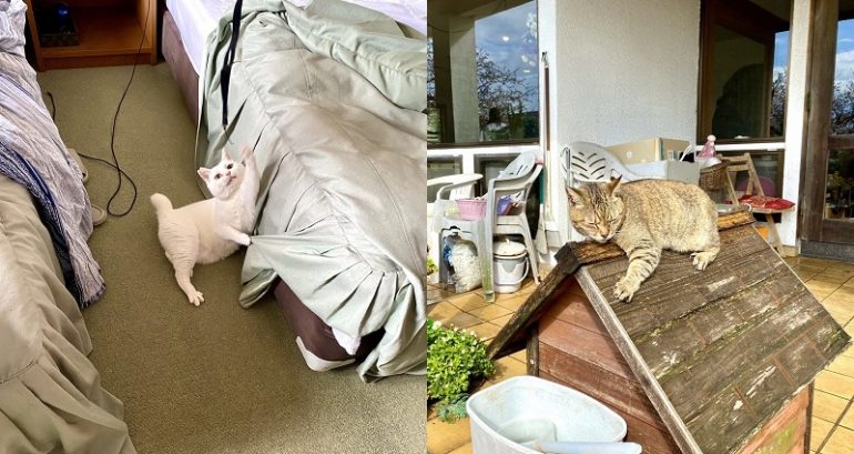 Japanese Inn That Has Cats EVERYWHERE is ‘Neko Atsume’ in Real Life