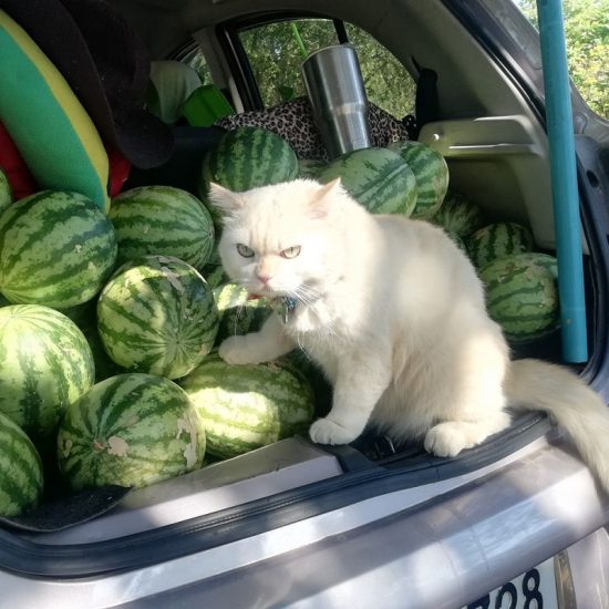 Thai Watermelon Farmers Hire Grumpy Cat as Supervisor | NextShark.com