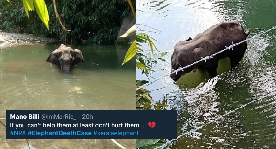 elephant