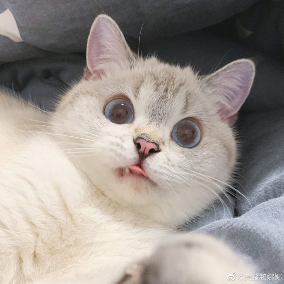 Ridiculously Expressive Cat in China Goes Viral | NextShark.com