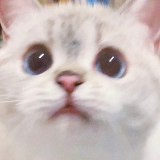 Ridiculously Expressive Cat in China Goes Viral