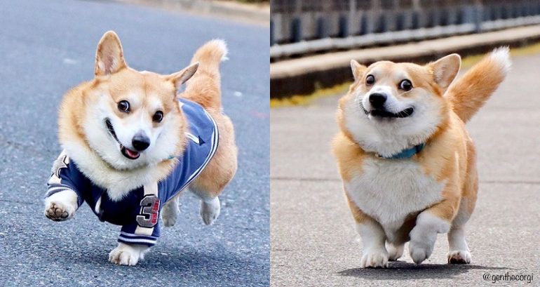 Corgi From Japan Looks Like an Absolute Emoji in Every Single Photo