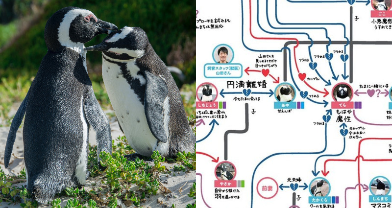 penguin