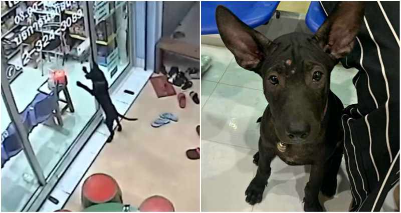 lost dog