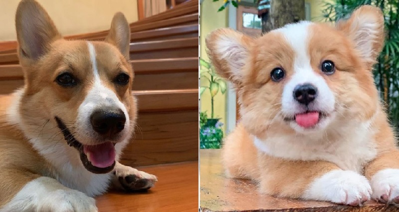 corgis