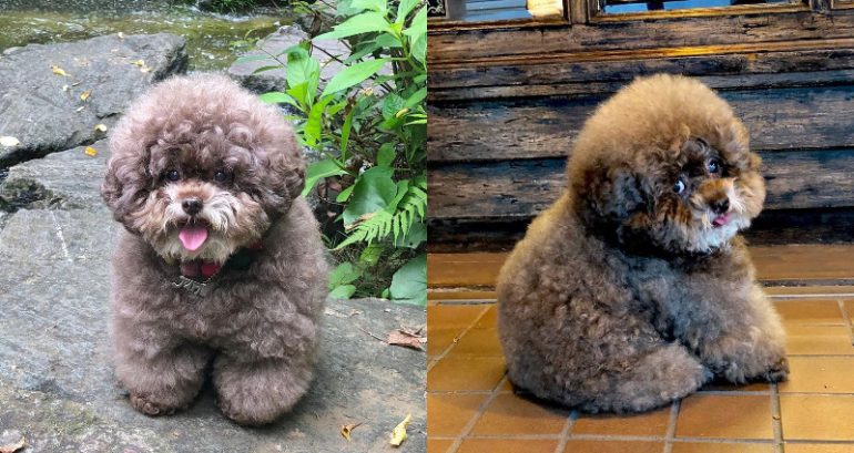 The Most ‘Bob Ross Looking’ Dog Has Been Found in Japan
