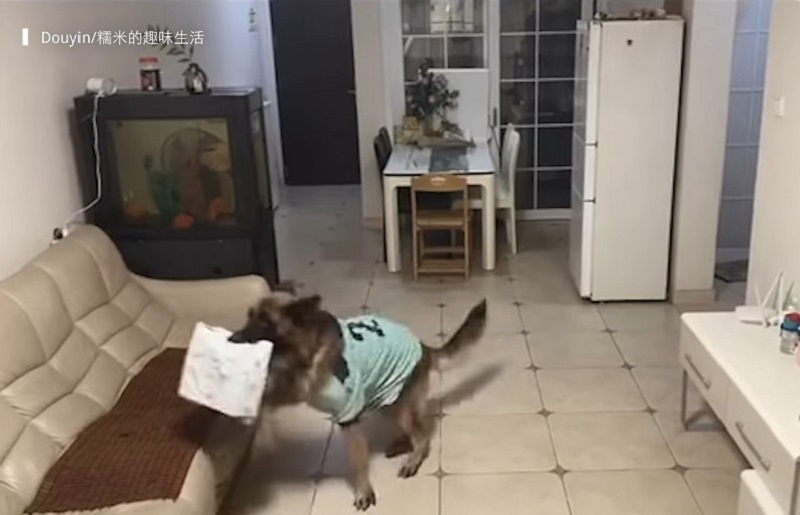 dog
