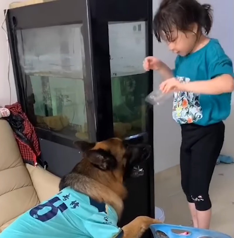 dog