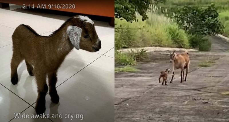 goat