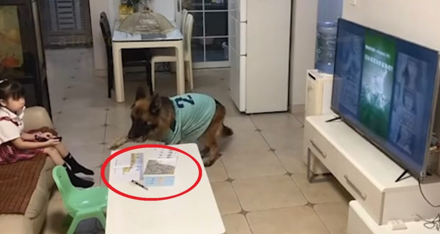 dog