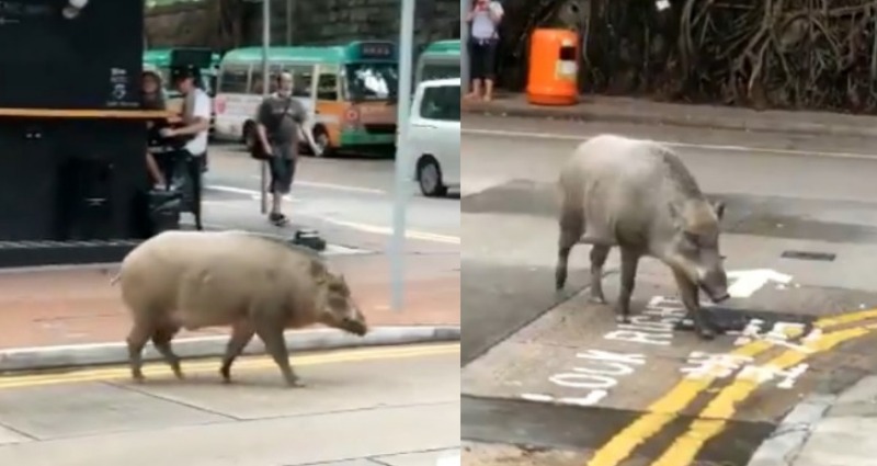 wild boar