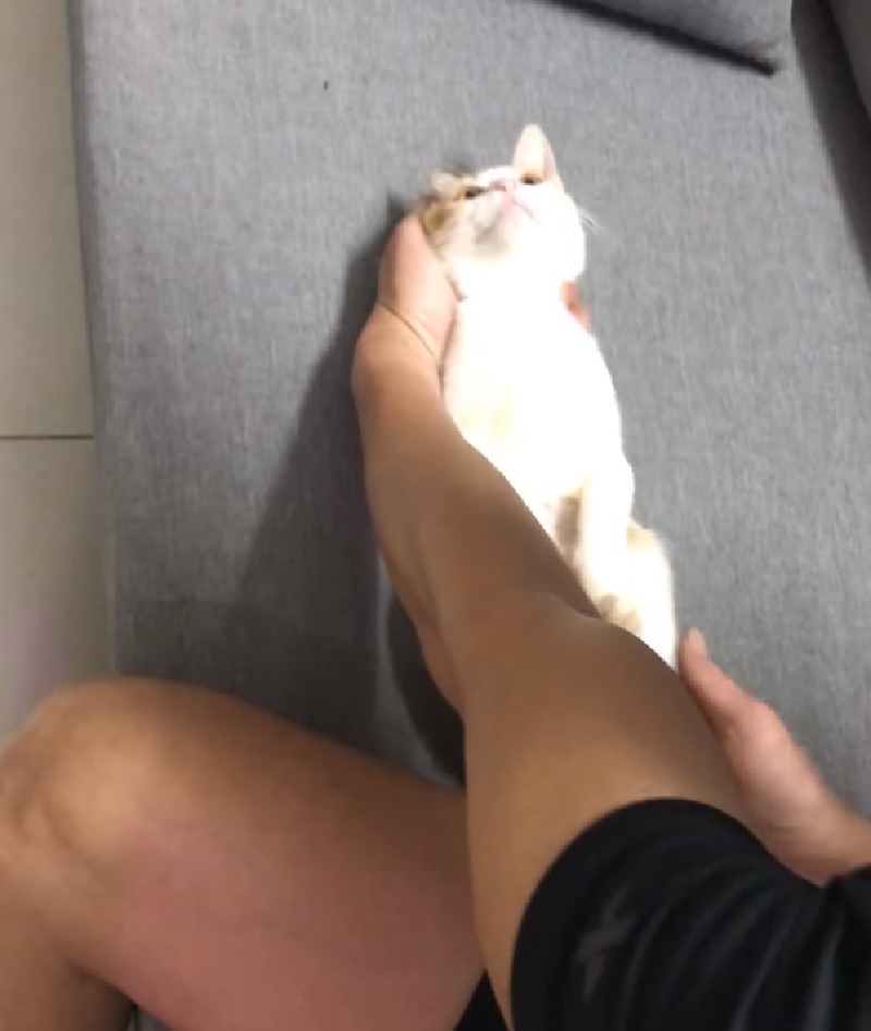 cat