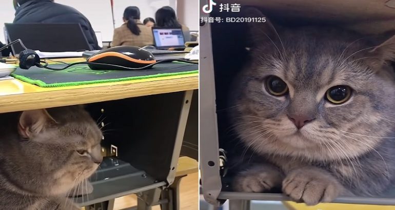 Sneaky Cat Stays Quiet in Classroom After Student Sneaks Him Into School