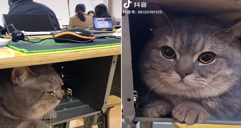 cat