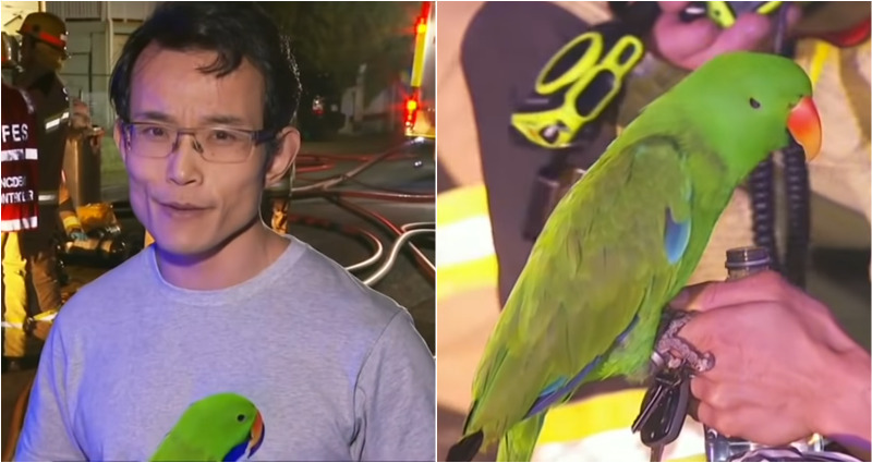 parrot