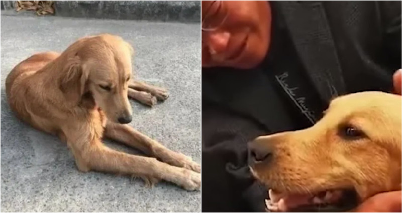 golden retriever