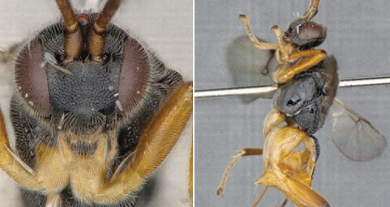 Scientists Discover New ‘Godzilla Wasp’ That Hunts Underwater in Japan